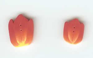 tulipe